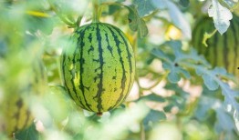 今日吃瓜地址,探寻幕后真相